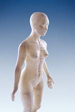 acupuncture model